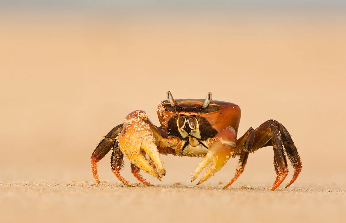 Ghost Crab On The Beach At Lamu Island